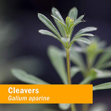 Load image into Gallery viewer, Herb Pharm Cleavers Liquid Extract - 1 Oz (DCLEAV01)
