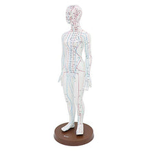 Load image into Gallery viewer, Acupuncture Model 48cm Female with Base Human Acupuncture meridians Model Acupuncture Starter Kit
