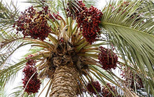 Load image into Gallery viewer, Mozafati Dates, 100% Natural, Premium Quality Dates (1 Box)
