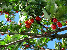 Load image into Gallery viewer, Organic Tart Cherry Powder, 1 Pounds  Non-GMO, Raw, Kosher, Vegan Superfood, Bulk, Rich in Antioxidants, Great for Juices, Drinks, and Smoothies
